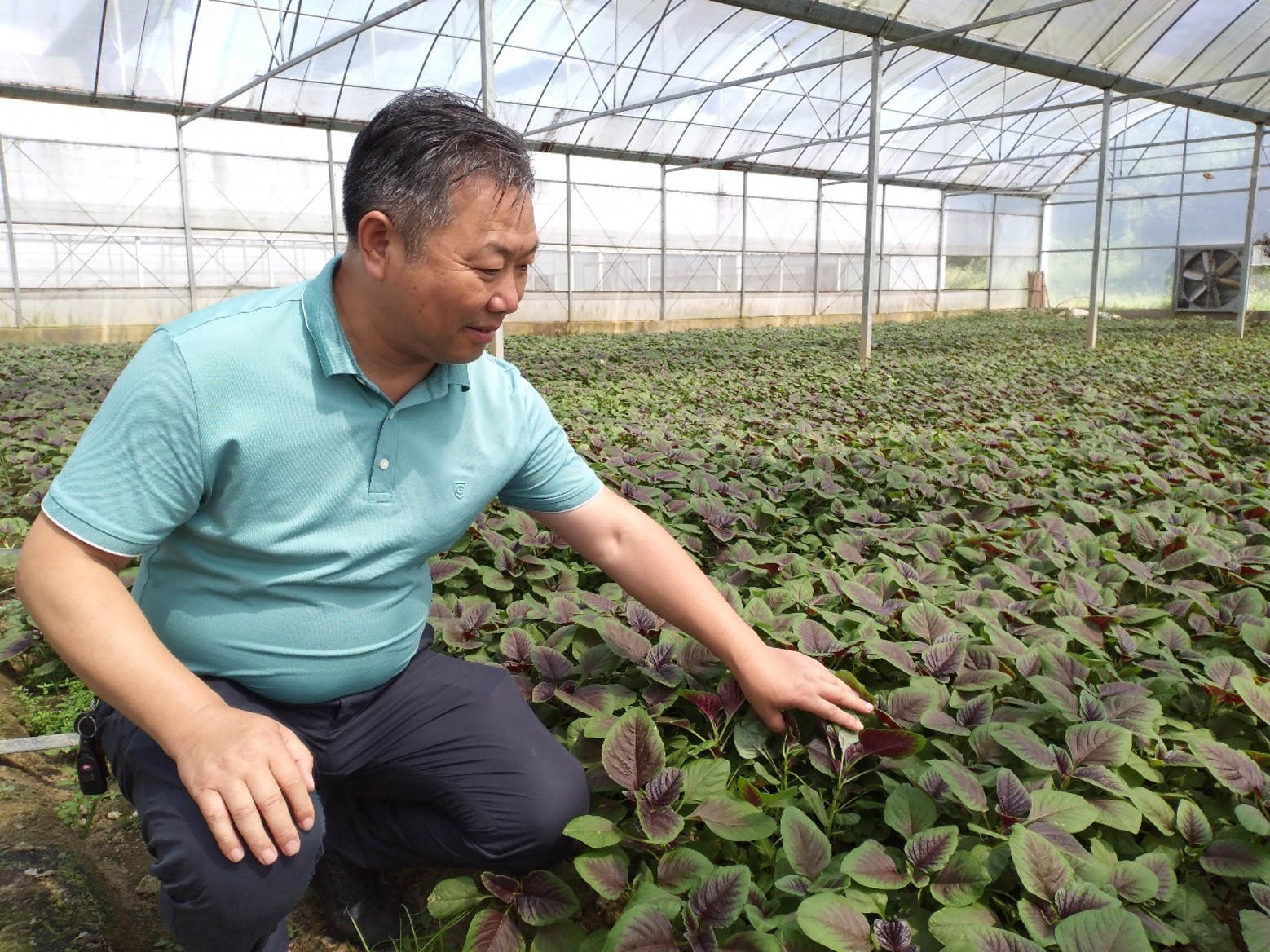邱泽林在汉菜示范田回访.jpg